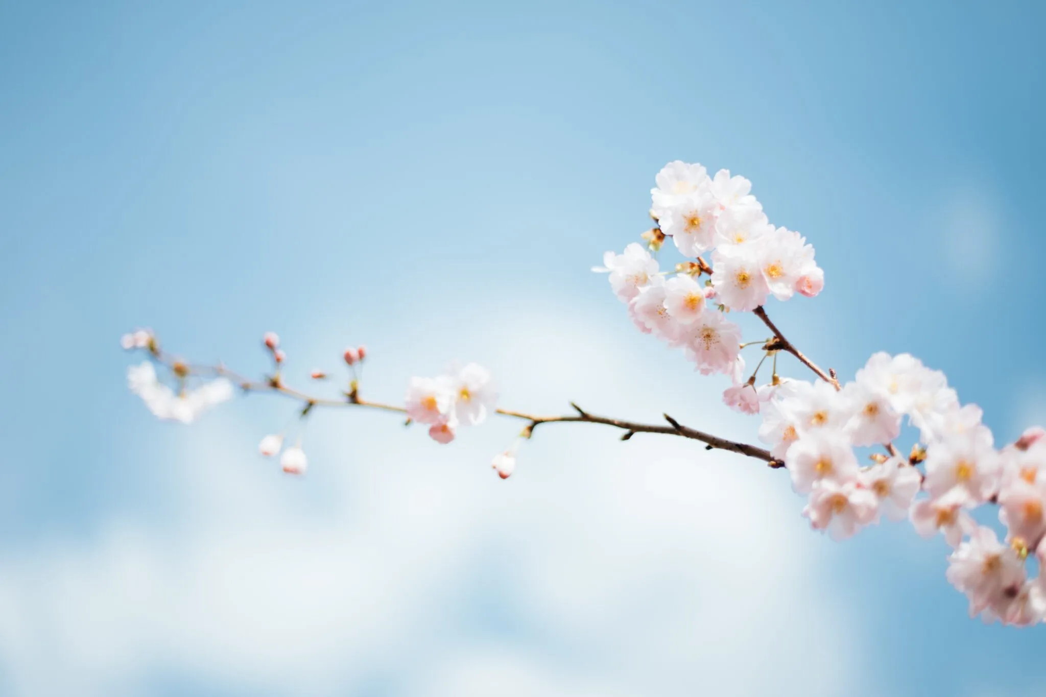 Ženska v naravi simbolizira pomladno prebujenje, ki ga prinaša psihoterapija v Domžalah